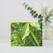 Blue Dragonfly Postcard Briefkaart (Staand voorkant)