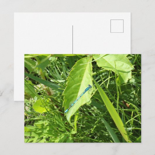 Blue Dragonfly Postcard Briefkaart (Voorkant / Achterkant)