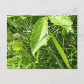 Blue Dragonfly Postcard Briefkaart (Voorkant)