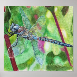 Blue Dragonfly Poster