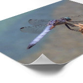 Blue Dragonfly Poster (Hoek)