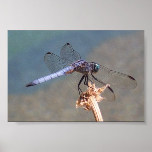 Blue Dragonfly Poster (Voorkant)