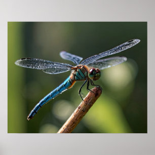 Blue Dragonfly Poster