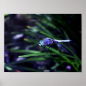 Blue Dragonfly Poster (Voorkant)