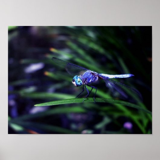 Blue Dragonfly Poster (Voorkant)