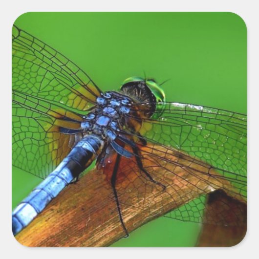 Blue Dragonfly Vierkante Sticker (Voorkant)