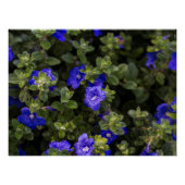 Blue Dwarf Morning Glory Print Perfect Poster (Voorkant)