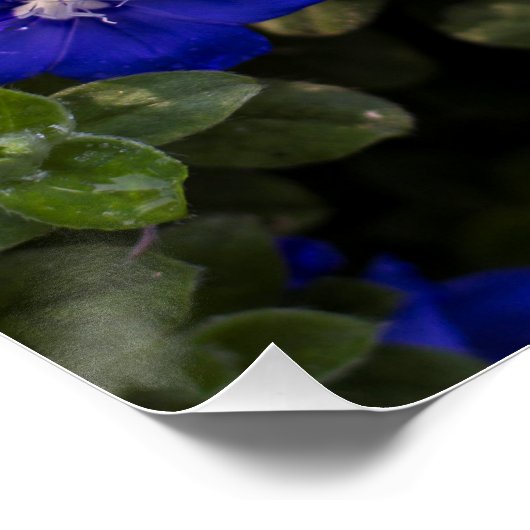 Blue Dwarf Morning Glory Print Perfect Poster (Hoek)