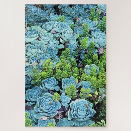 Blue Echeveria Imbricata & Green Sedum Succulent Legpuzzel (Verticaal)