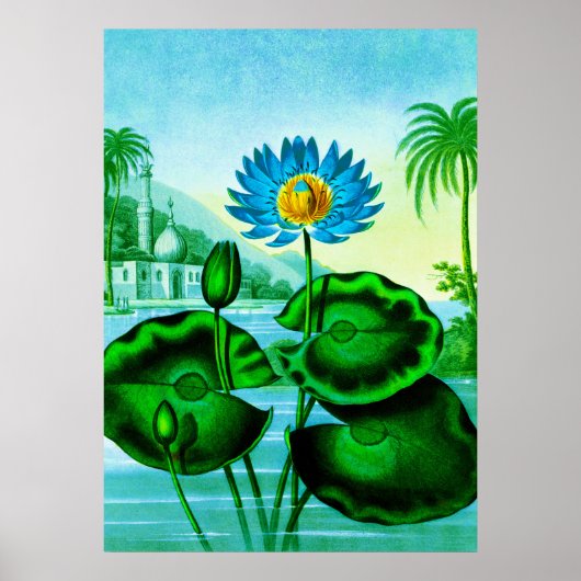 Blue Egyptian Water Lily / Lotus Illustration Poster (Voorkant)