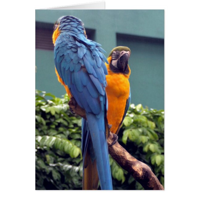 Blue- en Gold-macrokaart (Voorkant)