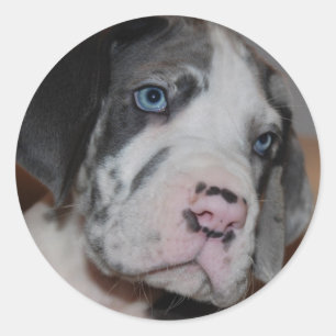 Blue Eye Great Dane Puppy Ronde Sticker