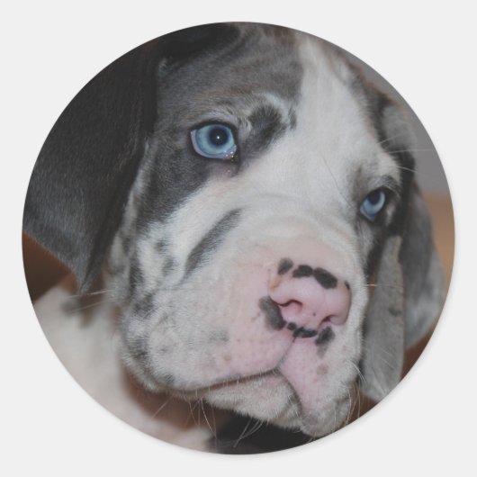 Blue Eye Great Dane Puppy Ronde Sticker (Voorkant)