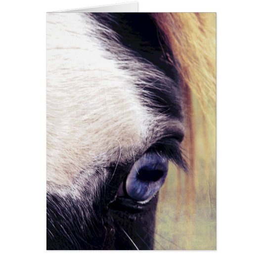 Blue Eye Horse (Voorkant)