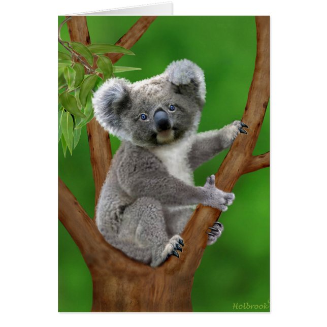 Blue-Eyed Baby Koala Beer (Voorkant)