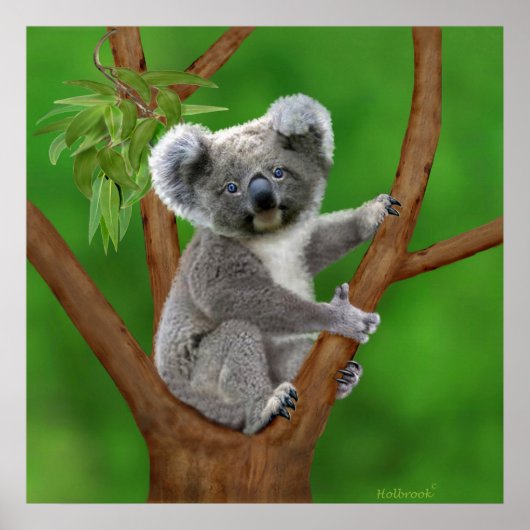 Blue-Eyed Baby Koala Beer Poster (Voorkant)