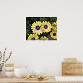 Blue Eyed Beauty African Daisy Osteospermum Poster (Keuken)