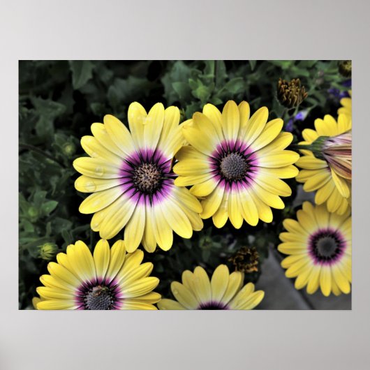Blue Eyed Beauty African Daisy Osteospermum Poster (Voorkant)