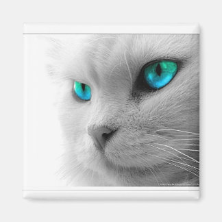 Blue Eyed Cat Magnet