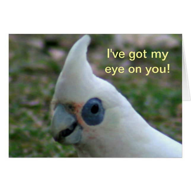 Blue Eyed Cockatau (Voorkant Horizontaal)