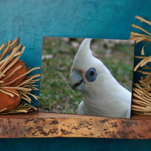 Blue Eyed Cockatau Fotoplaat (Zijkant)