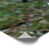 Blue Eyed Cockatau Poster (Hoek)