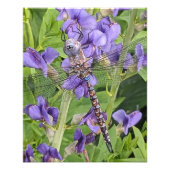 Blue-Eyed Darner Dragonfly on Purple Aconite Foto Afdruk (Voorkant)