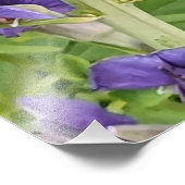 Blue-Eyed Darner Dragonfly on Purple Aconite Foto Afdruk (Hoek)