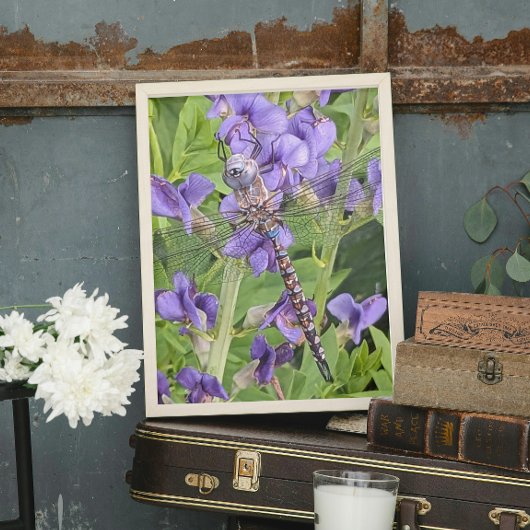 Blue-Eyed Darner Dragonfly on Purple Aconite Foto Afdruk