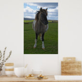 Blue Eyed Dartmoor Pony Poster (Keuken)