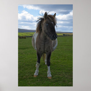 Blue Eyed Dartmoor Pony Poster
