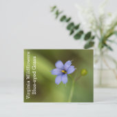 Blue Eyed Grass Virginia Wildflower Briefkaart (Staand voorkant)