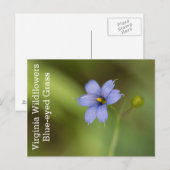 Blue Eyed Grass Virginia Wildflower Briefkaart (Voorkant / Achterkant)