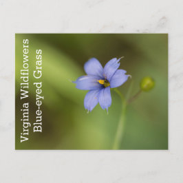 Blue Eyed Grass Virginia Wildflower Briefkaart