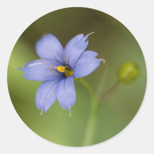 Blue Eyed Grass Wildflower Round Stickers