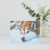 BLUE-EYED HUSKY - BRECKENRIDGE, COLORADO, VS BRIEFKAART (Staand voorkant)