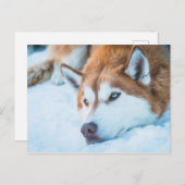 BLUE-EYED HUSKY - BRECKENRIDGE, COLORADO, VS BRIEFKAART (Voorkant / Achterkant)