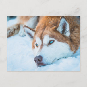 BLUE-EYED HUSKY - BRECKENRIDGE, COLORADO, VS BRIEFKAART