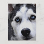 Blue Eyed Husky Briefkaart (Voorkant)