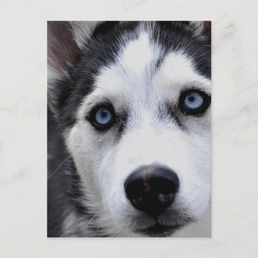 Blue Eyed Husky Briefkaart (Voorkant)