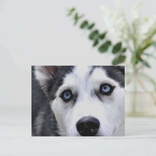 Blue Eyed Husky Briefkaart (Staand voorkant)