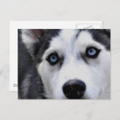 Blue Eyed Husky Briefkaart (Voorkant / Achterkant)