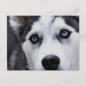 Blue Eyed Husky Briefkaart (Voorkant)
