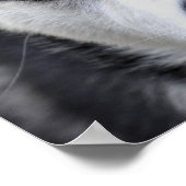 Blue Eyed Husky Poster (Hoek)