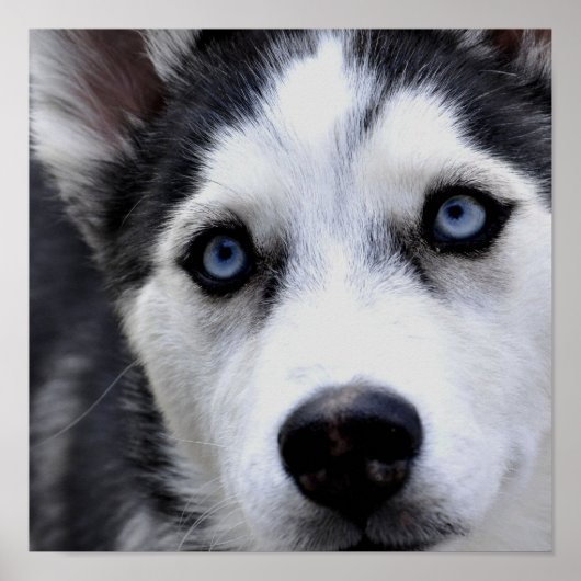 Blue Eyed Husky Poster (Voorkant)
