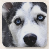 Blue Eyed Husky Set van zes Onderzetters (Voorkant)