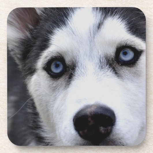 Blue Eyed Husky Set van zes Onderzetters (Voorkant)