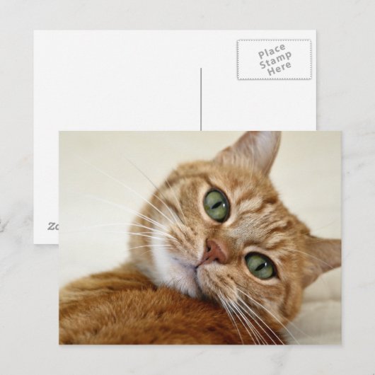 Blue Eyed Kat Briefkaart (Voorkant / Achterkant)