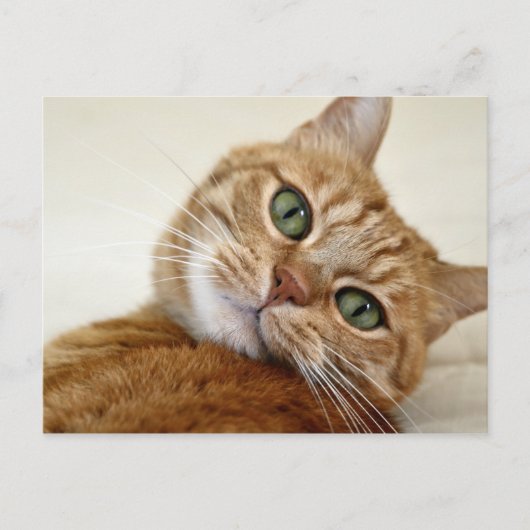 Blue Eyed Kat Briefkaart (Voorkant)