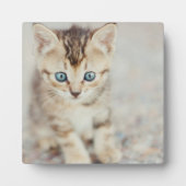 Blue Eyed Kat Fotoplaat (Voorkant)